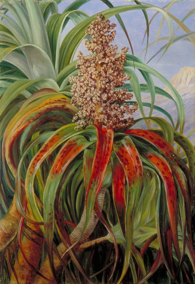 A New Zealand Dracophyllum (1880) Marianne North tablo - Dekolata
