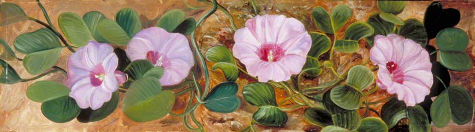 A Sand Binding Plant of Tropical Shores Marianne North tablo - Dekolata