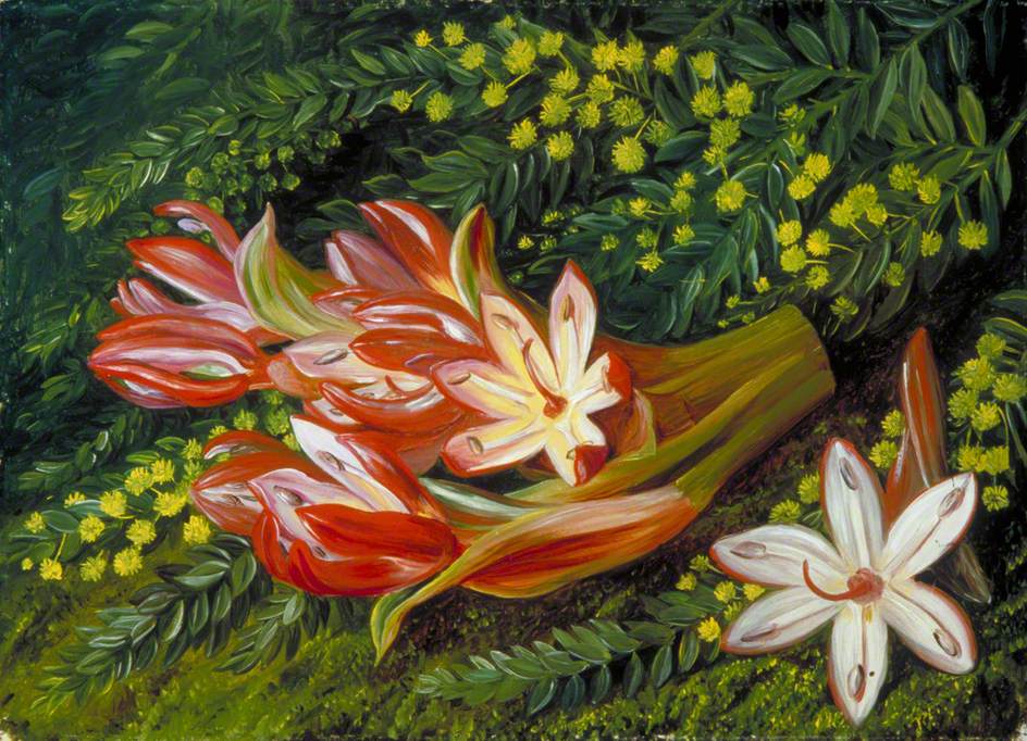 Australian Spear Lily and an Acacia (1880) – Marianne North Tablo