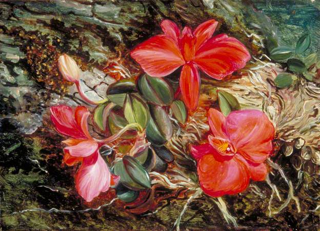 Brazilian Orchid – Marianne North Tablo