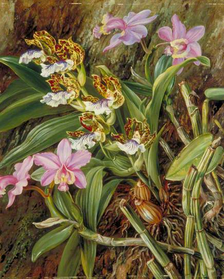 Brazilian Orchids – Marianne North Tablo
