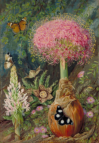Buphane toxicara and other Flowers of Grahamstown Marianne North tablo - Dekolata