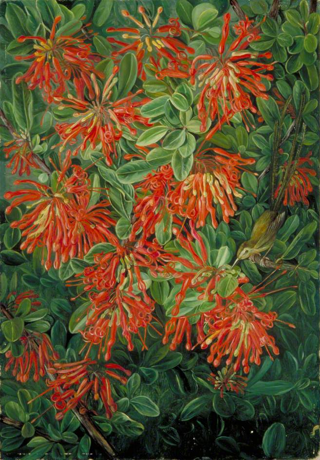 Burning Bush and Emu Wren of Chili (1880) Marianne North tablo - Dekolata