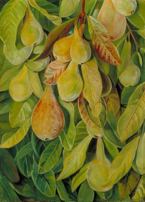 Cabazina Pears, Brazil Marianne North tablo - Dekolata