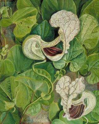 Carnivorous Flower Marianne North tablo - Dekolata