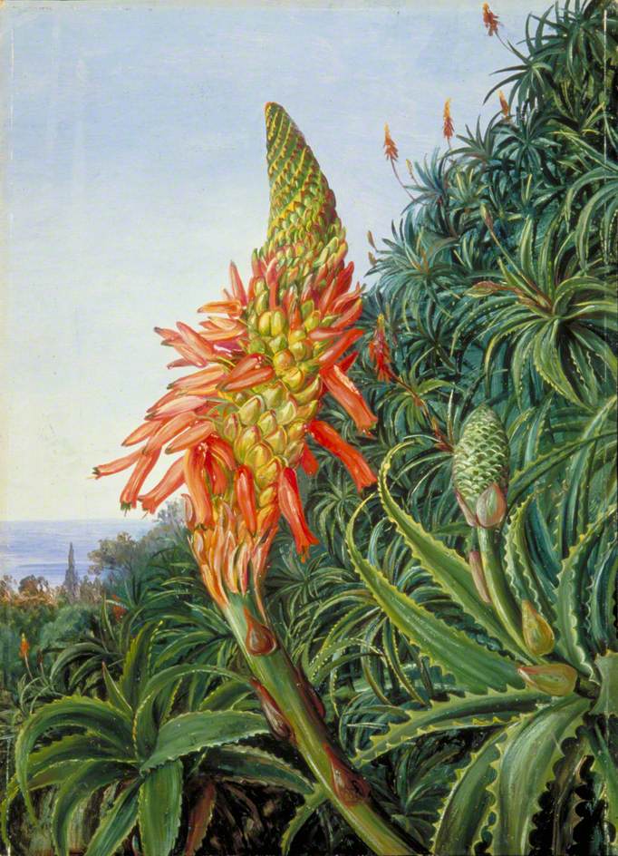 Common Aloe in Flower, Teneriffe (1875) Marianne North tablo - Dekolata