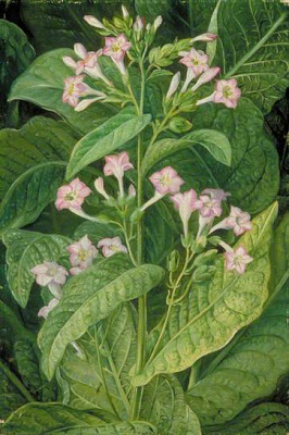 Common Tobacco – Marianne North Tablo