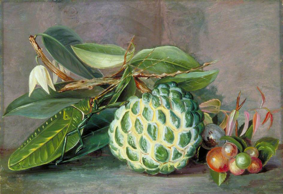 Custard Apple, Native 'Gooseberry' of Sarawak, and Leaf Locust (1878) Marianne North tablo - Dekolata