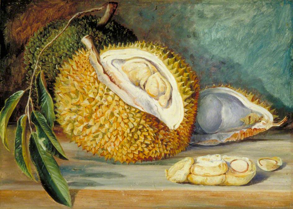 Durian Fruit from a Large Tree, Sarawak, Borneo (1876) Marianne North tablo - Dekolata