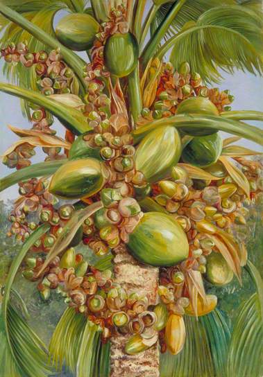 Female Coco de Mer Bearing Fruit Covered with Small Green Lizards – Marianne North Tablo