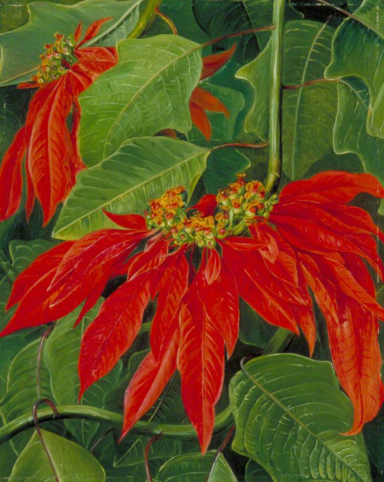 Flor de Pascua or Easter Flower, at Morro Velho, Brazil (1873) Marianne North tablo - Dekolata