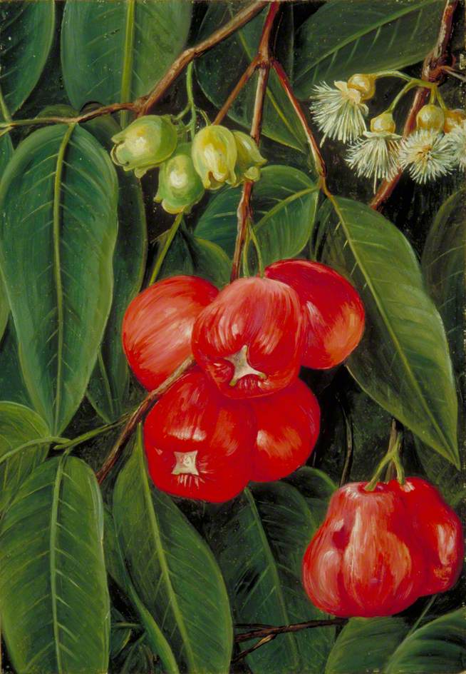 Flowers and Fruit of the Jamboa Boll, Java (1876) Marianne North tablo - Dekolata