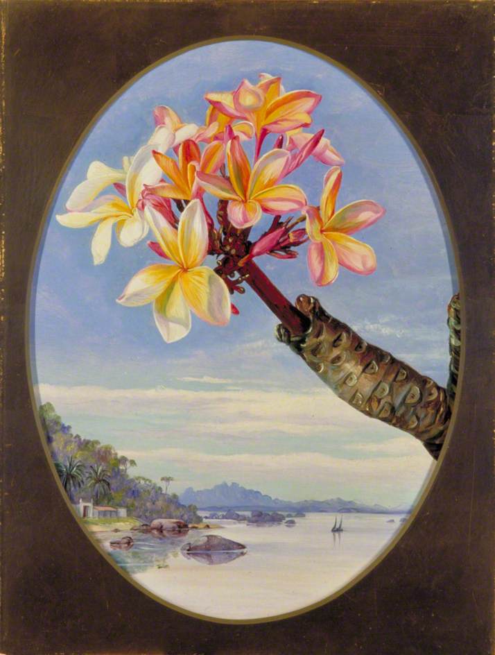 Flowers of Jasmine Mango or Frangipani, Brazil (1873) Marianne North tablo - Dekolata