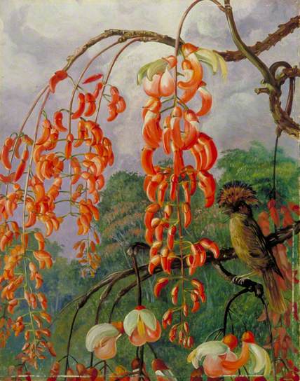 Flowers of a Coral Tree and King of the Flycatchers, Brazil Marianne North tablo - Dekolata
