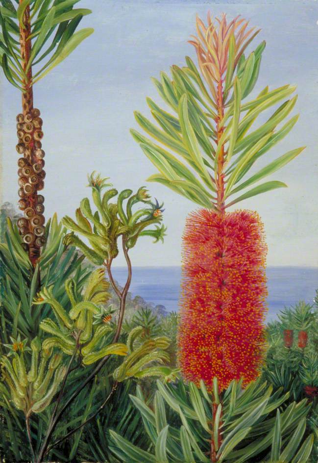 Flowers of a West Australian Shrub and Kangaroo Feet (1880) – Marianne North Tablo