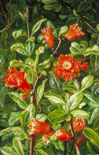 Flowers of the Pomegranate, Painted in Teneriffe – Marianne North Tablo