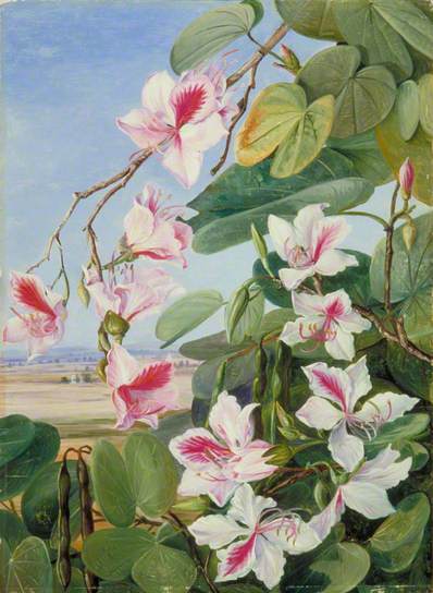 Foliage, Flowers and Fruit of a Common Indian Forest Tree Marianne North tablo - Dekolata