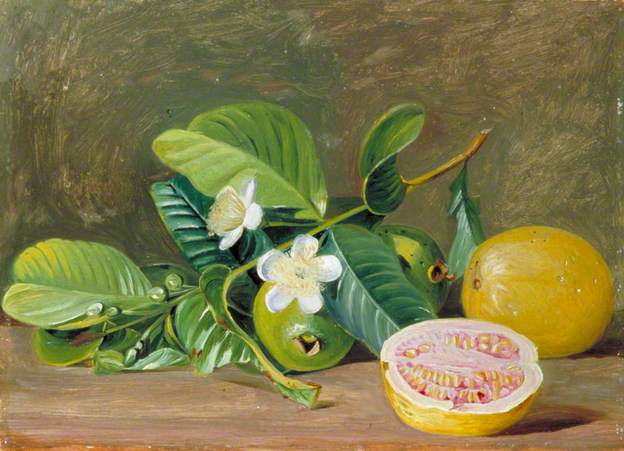Foliage, Flowers and Fruit of a Variety of Guava – Marianne North Tablo