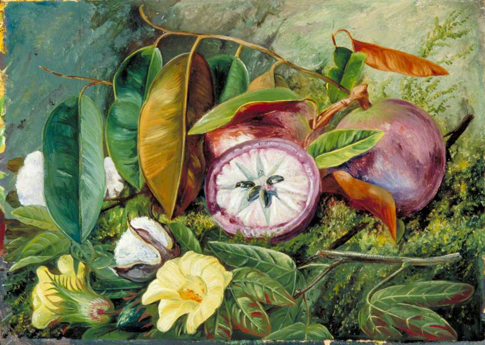 Foliage, Flowers and Seed Vessels of Cotton and Fruit of Star Apple, Jamaica (1872) – Marianne North Tablo