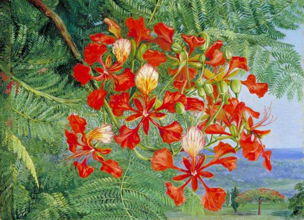 Foliage and Flowers of a Madagascar Tree Marianne North tablo - Dekolata