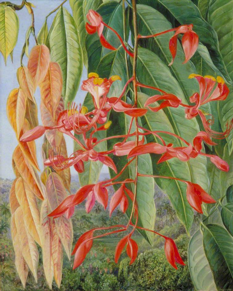 Foliage and Flowers of the Burmese Thaw Ka or Soka (1876) Marianne North tablo - Dekolata