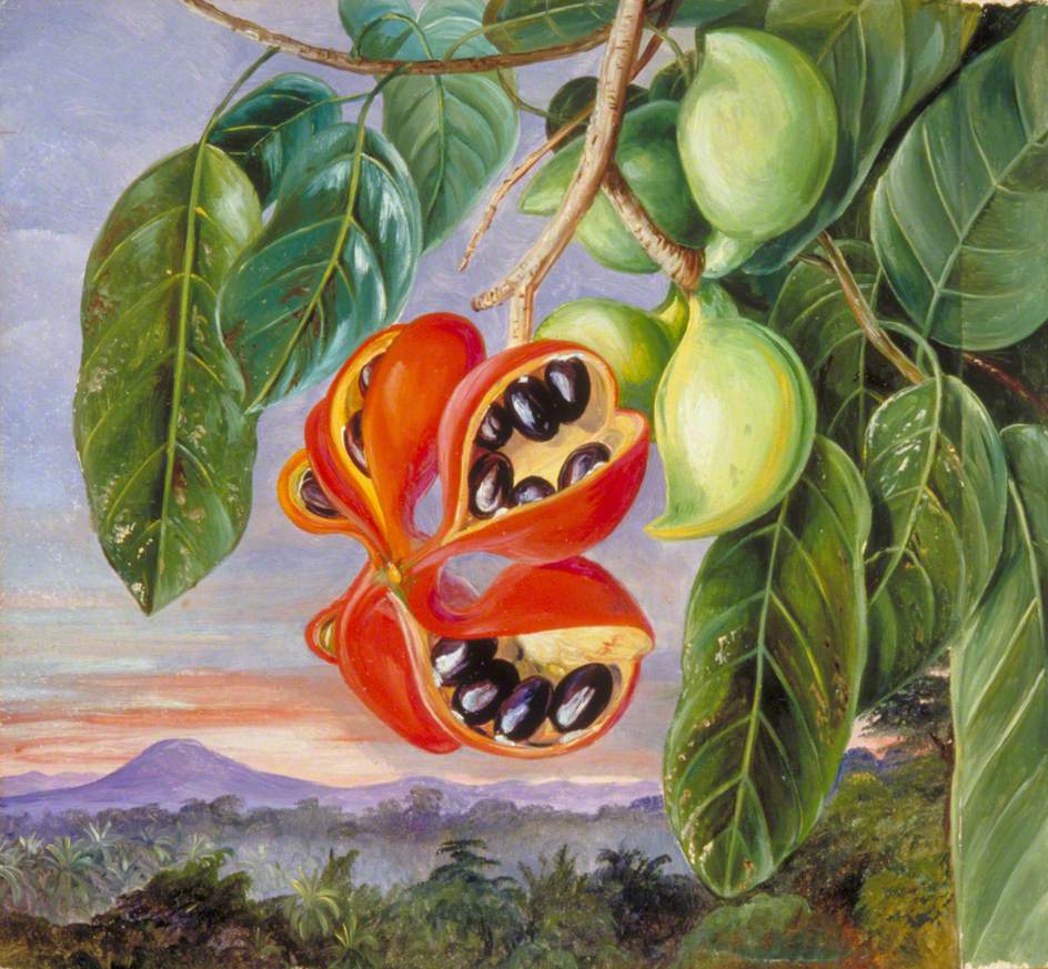 Foliage and Fruit of Sterculia parviflora (1870) – Marianne North Tablo