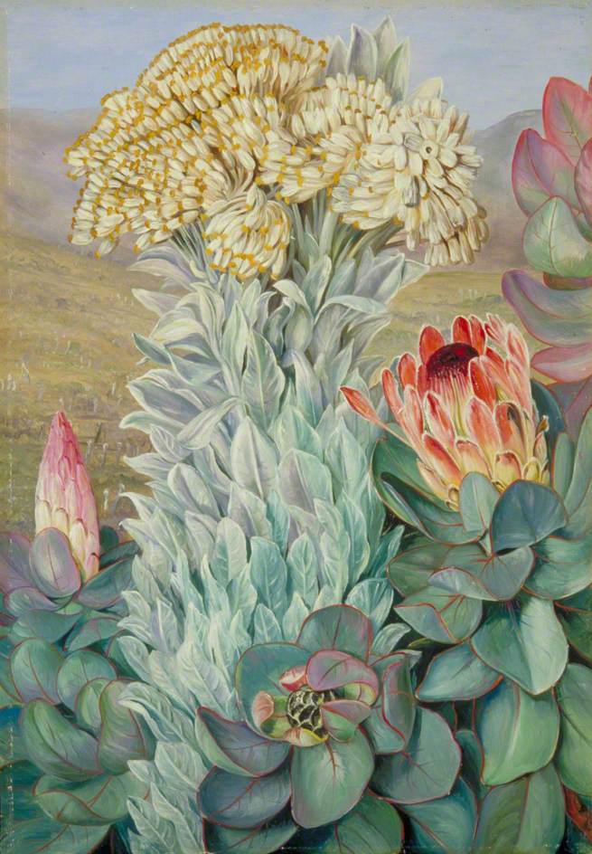 Giant Everlasting and Protea on the Hills near Port Elizabeth (1882) Marianne North tablo - Dekolata