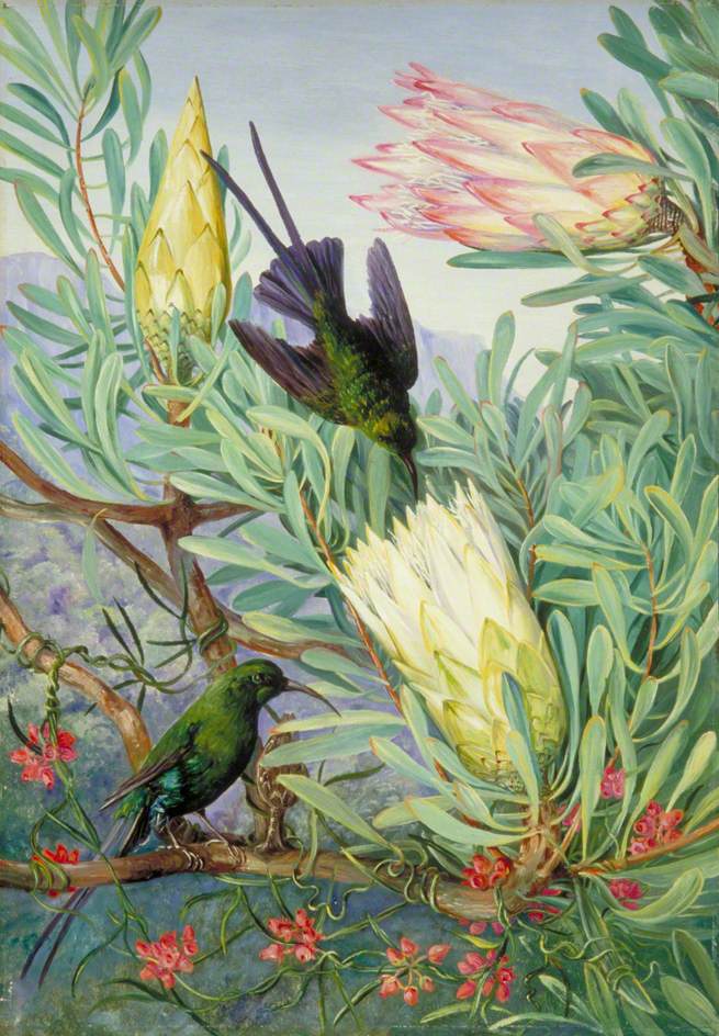 Honeyflowers and Honeysuckers, South Africa (1882) Marianne North tablo - Dekolata