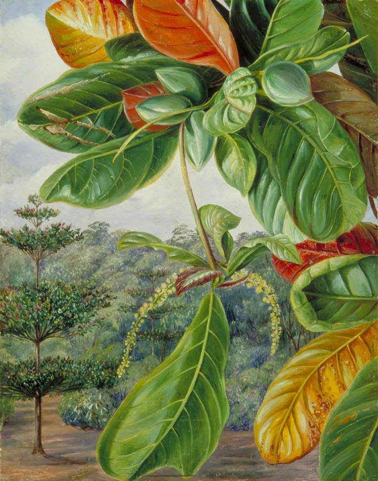 Indian Almond (1870) Marianne North tablo - Dekolata