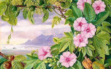 Ipomoea and Vavangue with Mahe Harbour in the distance Marianne North tablo - Dekolata
