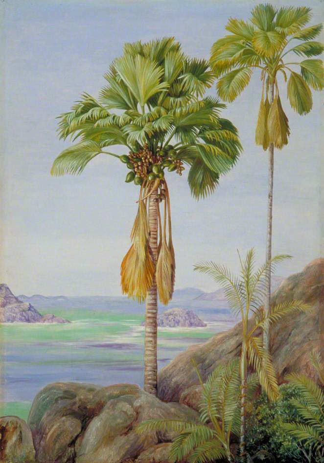 Male and Female Trees of the Coco de Mer in Praslin (1883) Marianne North tablo - Dekolata