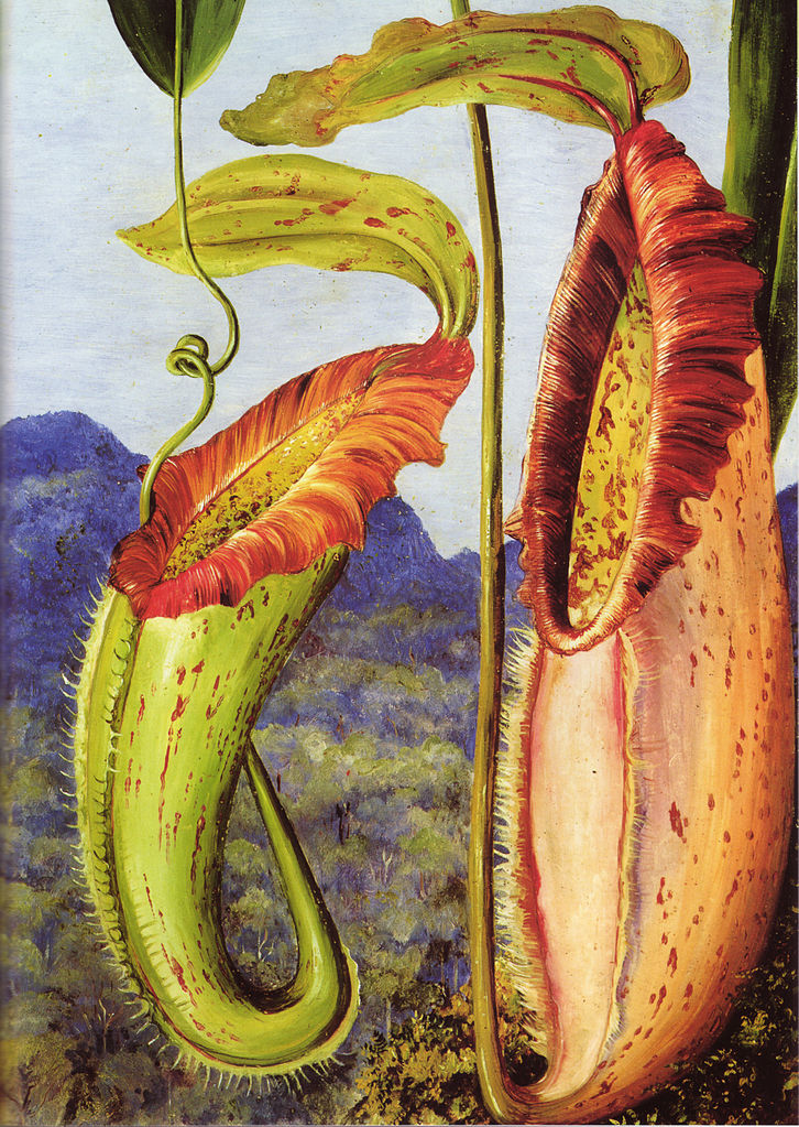 Nepenthes northiana (1876) Marianne North tablo - Dekolata