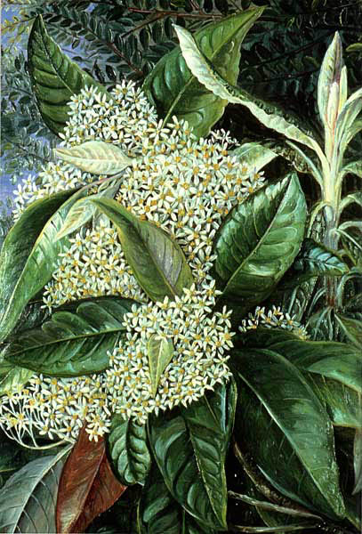 Olearia argophylla (1880) Marianne North tablo - Dekolata