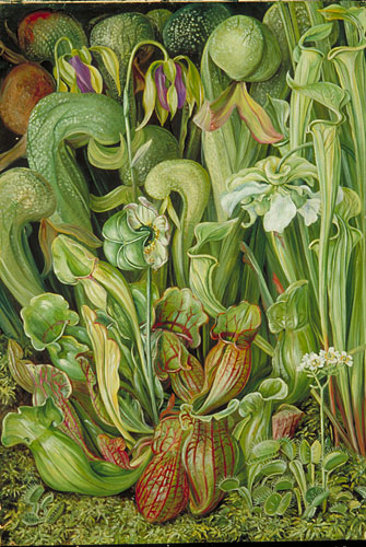 Orchids – Marianne North Tablo