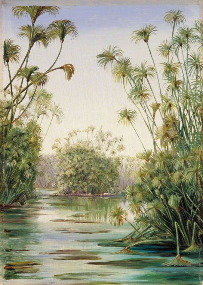 Papyrus or Paper Reed Growing in the Ciane, Sicily (1870) Marianne North tablo - Dekolata