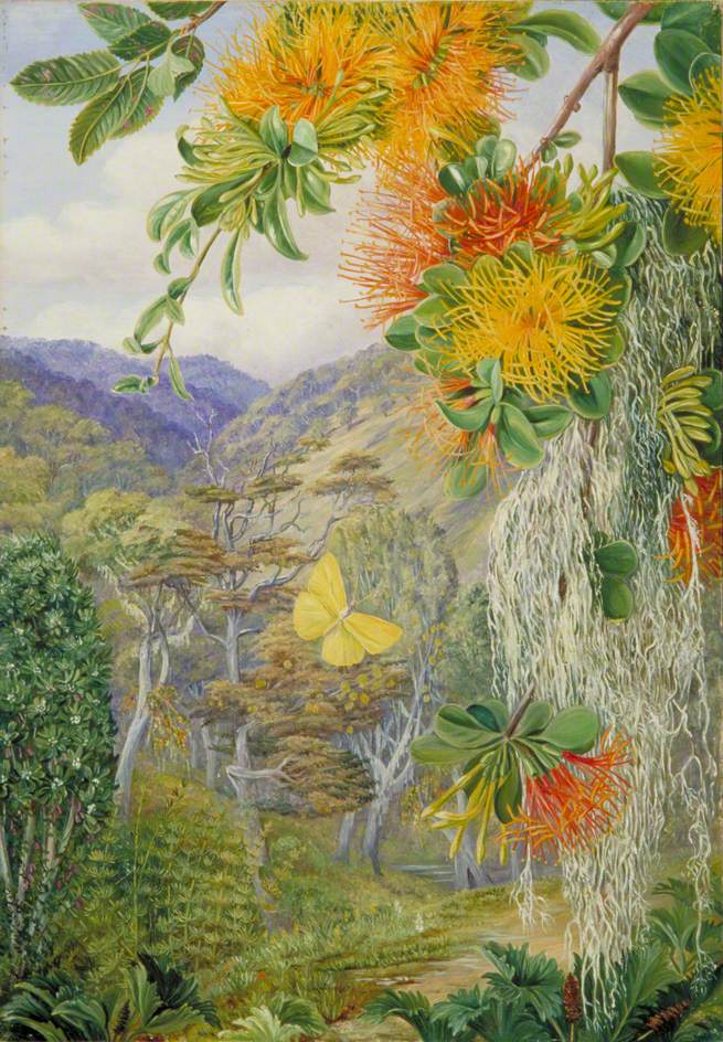 Parasites on Beech Trees, Chili (1880) – Marianne North Tablo