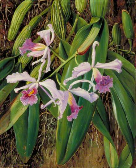 Pink Orchid Marianne North tablo - Dekolata