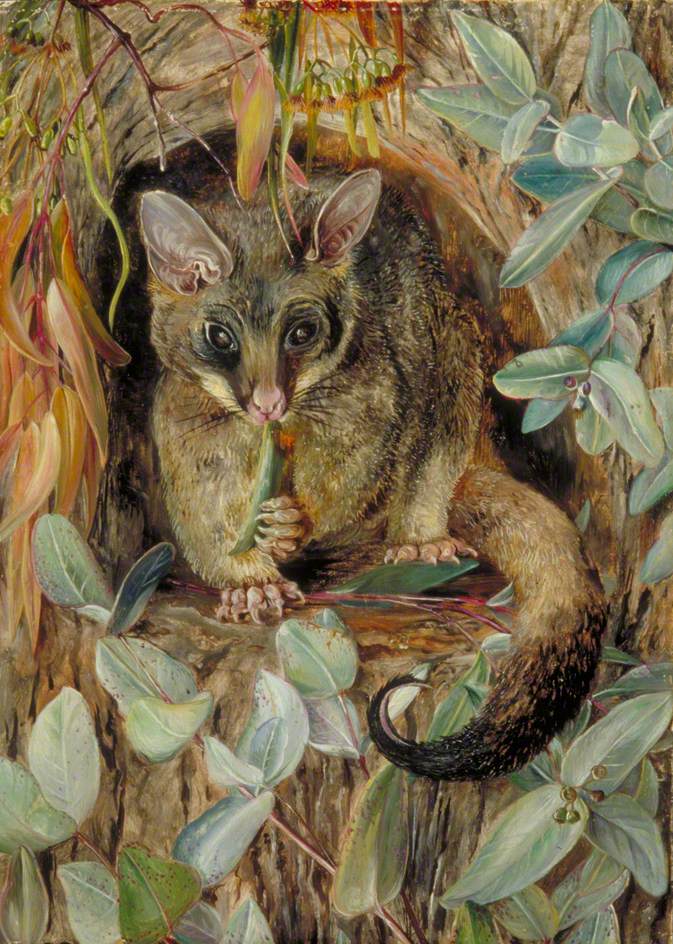 Possum up a Gum Tree (1880) Marianne North tablo - Dekolata