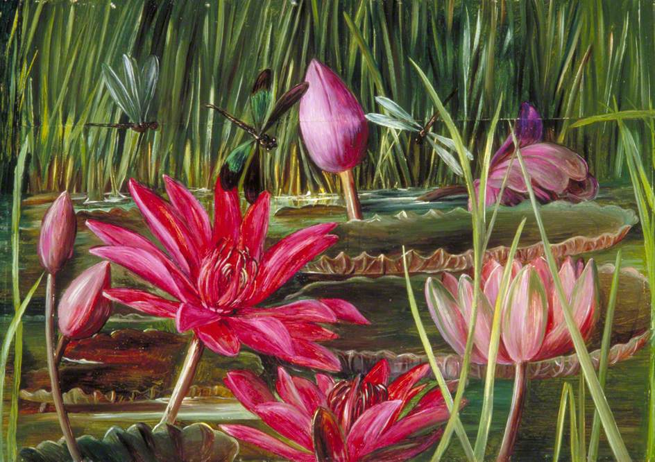 Red Water Lily of Southern India (1878) Marianne North tablo - Dekolata