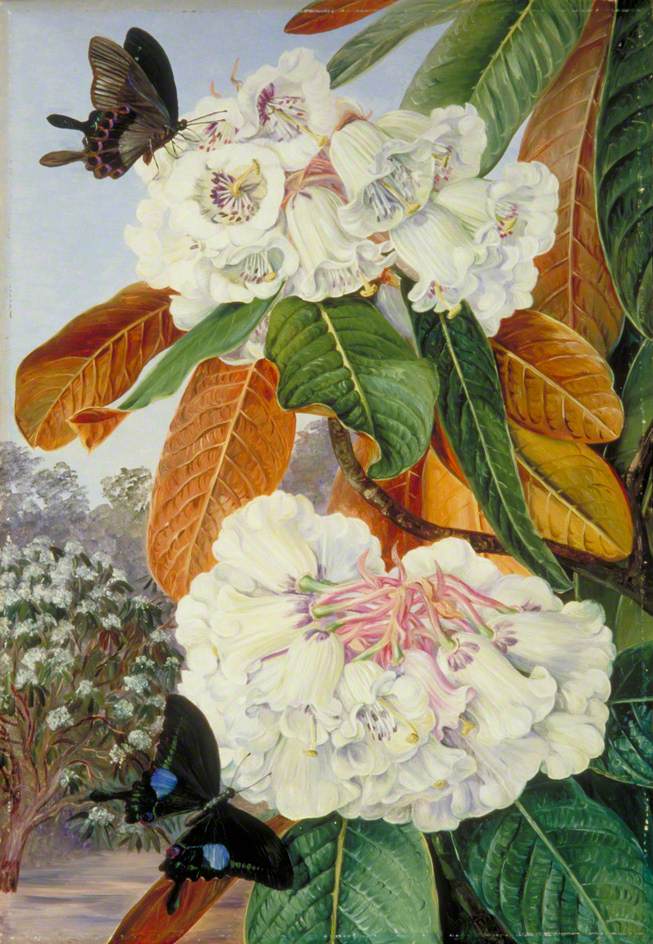 Rhododendron Falconeri from the Mountains of North India (1878) Marianne North tablo - Dekolata