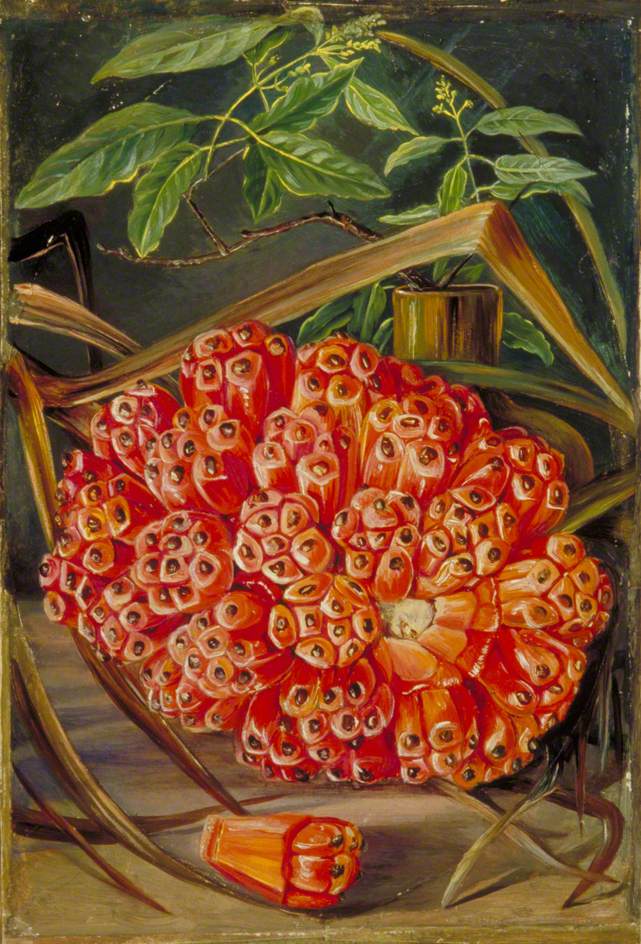 Ripe Fruit of a Screw Pine and a Sprig of Sandal Wood (1870) Marianne North tablo - Dekolata