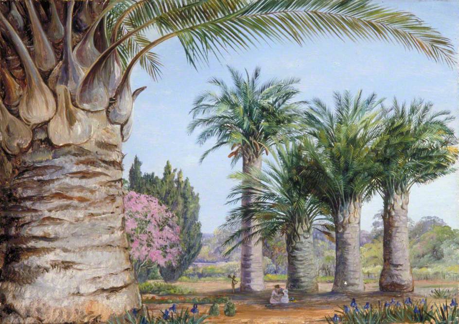 Specimens of the Coquito Palm of Chile in Camden Park, New South Wales (1880) – Marianne North Tablo