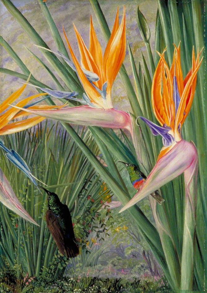 Strelitzia and Sugar Birds, South Africa (1882) Marianne North tablo - Dekolata