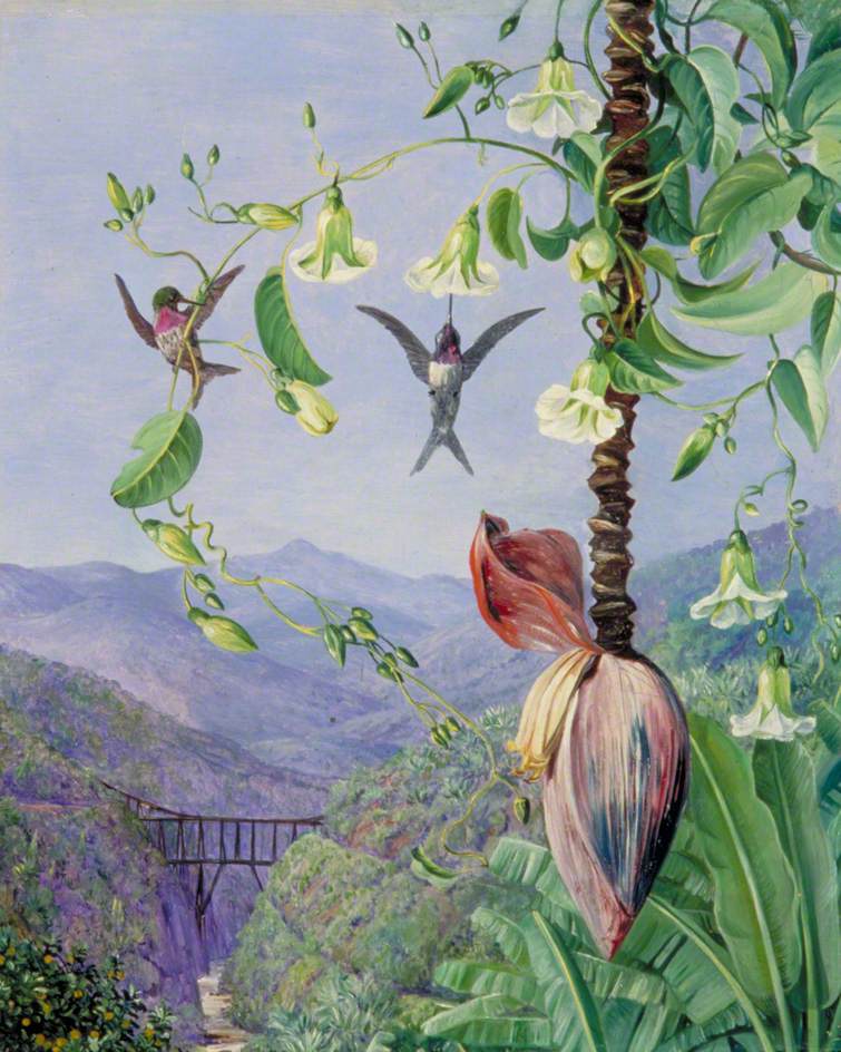 The Aqueduct of Morro Velho, Brazil (1873) – Marianne North Tablo
