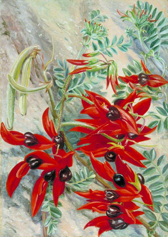 The Australian Parrot Flower (1880) Marianne North tablo - Dekolata