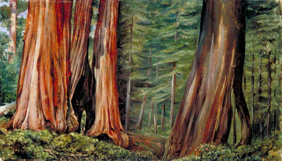 The Mariposa Grove of Big Trees, California (1875) Marianne North tablo - Dekolata