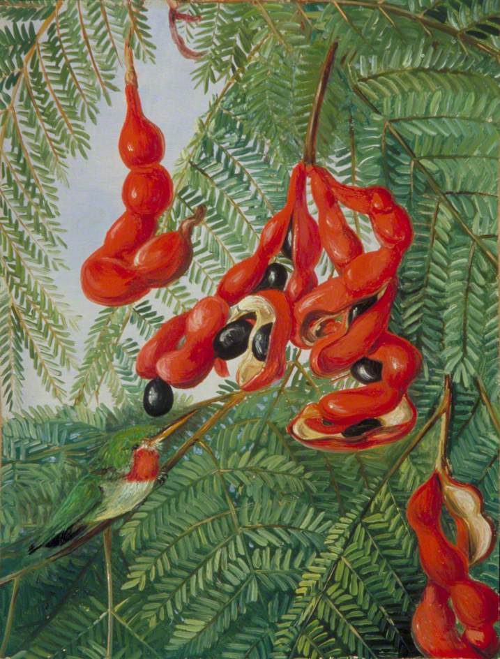 The Wild Tamarind of Jamaica with Scarlet Pod and Barbet (1872) Marianne North tablo - Dekolata