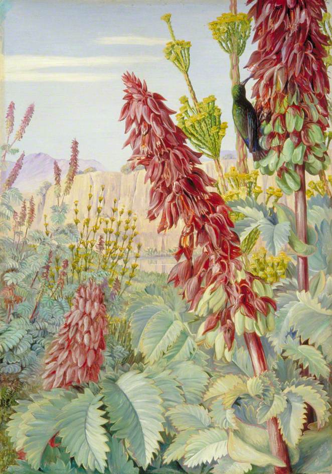 Touch Me Not and Sugar Birds at Tulbagh, South Africa (1882) – Marianne North Tablo