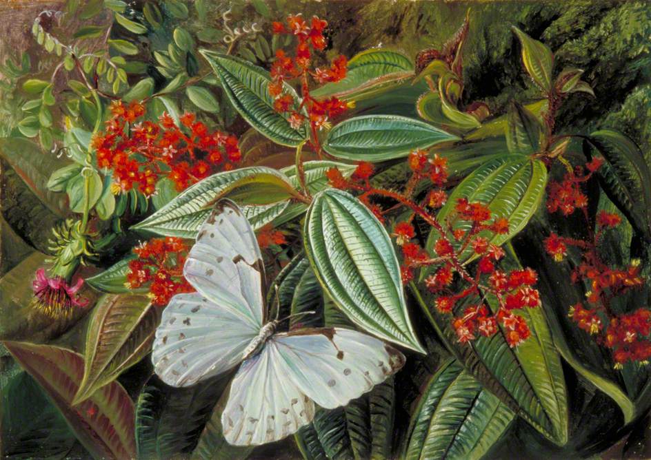Trees Laden with Parasites and Epiphytes in a Brazilian Garden (1873) Marianne North tablo - Dekolata