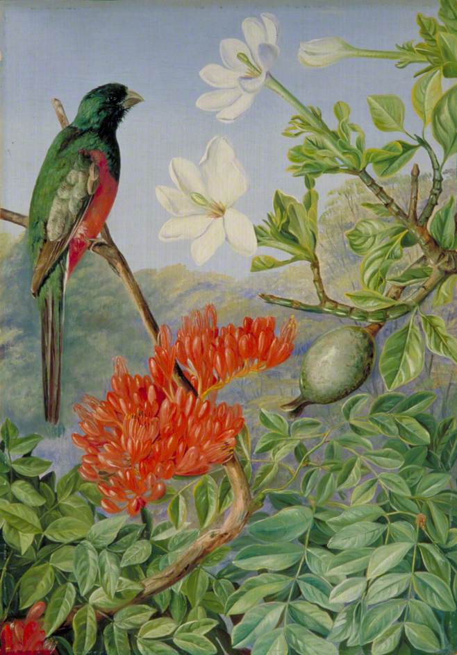 Two Flowering Shrubs of Natal and a Trogon (1882) Marianne North tablo - Dekolata